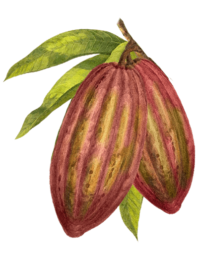 Lady Joseph Keksit Lady Joseph Kaakao & Tumma Suklaa keksit 130g