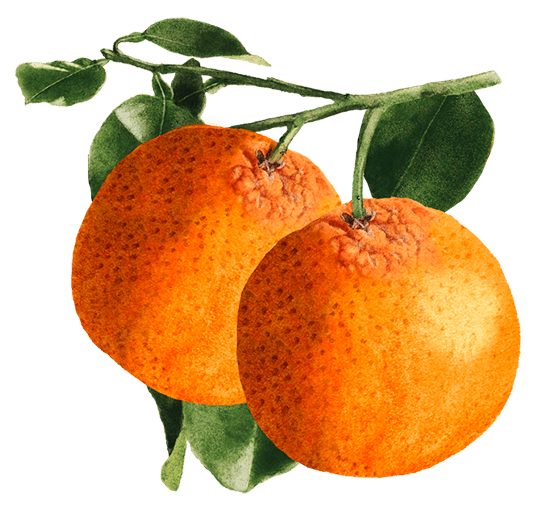 Lady Joseph Keksit Lady Joseph Sevillen Appelsiini & Tumma Suklaa keksit 130g